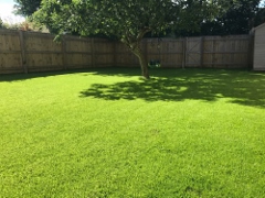 Lawn Turf